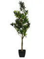 Kunstbaum Künstlicher Podocarpus Amando, grün, 90cm Steineibe, artplants, Höhe 90.0 cm