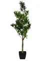 artplants Künstlicher Podocarpus Amando, grün, 90cm