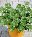 BALDUR Garten 3x Coleus Canin 'Verpiss-Dich®'-Pflanze, Pflanzen im 9x9 cm-Topf, vertreibt Katzen und Hunde aus Ihrem Garten, unangenehmer Geruch nur bei Reibung, ideal für Gartenbeete und Töpfe