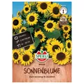 Sperli Sonnenblumen Waooh