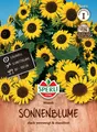 Sonnenblume Waooh Saatgut schöner verzweigter Wuchs samenfest einjährig ca. 90cm