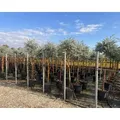 Sunny Tree - Eucalyptus gunnii 'Azura' auf Stamm - Winterhart - 150 cm - Blau
