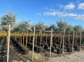 Sunny Tree - Eucalyptus gunnii 'Azura' auf Stamm - Winterhart - 150 cm