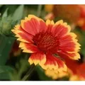 Korkadenblume Tokayer - Gaillardia grandiflora