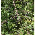 Spitzblättrige Strauchmispel 100-125cm - Cotoneaster acutifolius