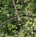 Spitzblättrige Strauchmispel 100-125cm - Cotoneaster acutifolius