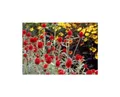 150x Kugelamaranth Strawberry fields Gomphrena haageana Pflanzen - Samen K33