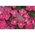 Hydrangea Macrophylla Bauernhortensie Kardinal 40-60 cm