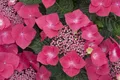 Pflanzen für Dich Gehölze Hydrangea macrophylla Kardinal, 1 St., Bauernhortensie, Gartenhortensie
