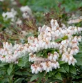 Große Lavendelheide Japanisches Schattenglöckchen 60-80cm - Pieris japonica