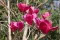 Pflanzen für Dich Gehölze Magnolia Vulcan, 1 St., Magnolie