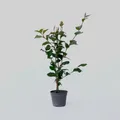 Plant in a Box - Japanische Rose - Camellia japonica 'Dr. King' - Höhe 50-60cm - Topf 15cm