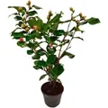 Plant in a Box Japanische Kamelie - Camellia Japonica Dr. King Höhe 50-60cm