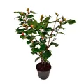 Plant in a Box - Camellia japonica 'Dr. King' - Japanische Rose - Kamelie pflanze Winterhart - Topf 15cm - Höhe 50-60cm