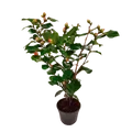 Japanische Rose - Camellia japonica 'Dr. King' - Höhe 50-60cm - ⌀15cm