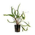 AquaOne Aquarium Pflanze Cryptocoryne balansae I Wasserpflanze Aquariumpflanze Rosette voll durchwurzelt einfach pflegeleicht Aquascaping Dekoration