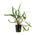 Aquaone Wasserpflanze Aquarium Pflanze Cryptocoryne balansae Topf Nr.309B