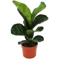 Exotenherz Ficus Lyrata Geigenfeige 12cm Topf