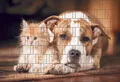 Bedruckter Sichtschutz HUND & KATZE Zaun Sichtschutzstreifen