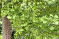 Ginkgo biloba, Fächerblattbaum, 40–60 cm, winterhart