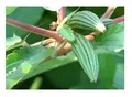 25x Corchorus olitorius Judenpappel Jute Muskraut Gemüse Samen ID28