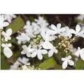 Viburnum Plicatum Watanabe Japanischer Schneeball Weiß 100–125 cm