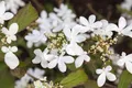 Pflanzen für Dich Gehölze Viburnum plicatum Watanabe, 1 St., Japanischer Schneeball, Etagen-Schneeball