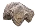 Steinfixx® Edelstein Versteinerte Urzeitauster I Fossil I Peru I 90 Mill. Jahre, (mindestens 220 Gramm, 1-St., sehr selten), ungeöffnete Urzeitauster