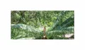 2x Cycas petraea Loei-Sago Palme - Palmfarn Garten Pflanzen - Samen ID1679