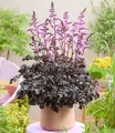 BALDUR Garten 1x Astilbe 'Dark Side of the Moon®', Rhizom in Größe I, dichte, dunkelrote bis fast schwarze Blütenrispen, langlebige Blühfreude, Blickfang im Beet, winterhart & pflegeleicht