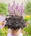 BALDUR Garten Astilbe 'Dark Side of the Moon®', 1 Rhizom