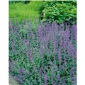 Nepeta X Faassenii Dropmore Katzenminze Ca. 9x9 cm Topf