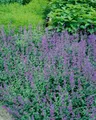 Pflanzen für Dich Staude Nepeta faassenii Dropmore, 1 St., Katzenminze, Blaue Katzenminze