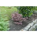 Weigela Florida Nana Purpurea Weigelie Purpurrot 40–60 cm