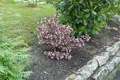 Weigela florida 'Nana Purpurea' 40-60 cm – Winterhart, Mehrjährig, Pflegeleicht – Purpur-Weigelie – Zierstrauch für Beet & Hecke
