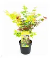 BALDUR Garten Ahorn "3-Farben Festival", 1 Pflanze, winterhart, mehrjährig, pflegeleicht, Acer palmatum, drei verschiedene Ahorn-Sorten in einem Topf, Zierstrauch-Rarität