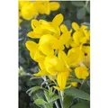 Genista Tinctoria Färberginster 30-40 cm