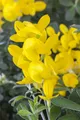 Pflanzen für Dich Gehölze Genista tinctoria, 1 St., Färberginster, Färber-Ginster, Deutscher Ginster, Wilder Ginster
