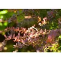 Berberis Thunbergii Atropurpurea Blutberberitze Purpurrot 15–20 cm