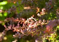 Berberis thunbergii 'Atropurpurea' 15-20 cm – Winterhart, Mehrjährig, Pflegeleicht – Blutberberitze – Heckenpflanze für Garten & Sichtschutz