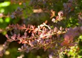 Pflanzen für Dich Gehölze Berberis thun. Atropurpurea, 1 St., Rote Heckenberberitze, Blutberberitze, Thunberg-Berberitze