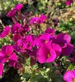 Blaukissen Bressingham Red - Aubrieta - lebende Gartenpflanze aus den Baumschulen