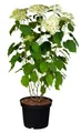 Hydrangea arborescens 'Annabelle' 40-60 cm – Winterhart, Mehrjährig, Pflegeleicht – Schneeballhortensie – Blütenstrauch für Garten & Beet