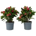 Christusdorn - 2 Stk - Euphorbia 'Milii' - Höhe 25-35cm - ⌀13cm - Rosa