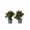 Plant in a Box - Euphorbia Milii 'Christusdorn' - 2er set - Zimmerpflanze - Sukkulente - ⌀ 13 cm - Höhe 25-35 cm