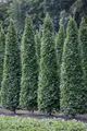 Pflanzen für Dich Gehölze Carpinus betulus Fastigiata, 1 St., Säulen-Hainbuche, Pyramiden-Hainbuche
