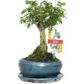 Exotenherz Bonsai Chin. Liguster Ligustrum Sinensis ca. 6 Jahre Kugelform