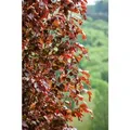 Fagus Sylvatica Rohan Obelisk Rotbuche Säulenförmig 80–100 cm