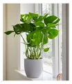 Monstera,1 Pflanze Zimmerpflanze