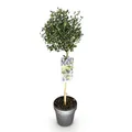 GreenboutiQ - Stamm Pflanze - Ceanothus impressus Victoria - Terrassenpflanze - Immergrün - Winterhart - Lila Blüte - Topf 19cm Höhe 90cm